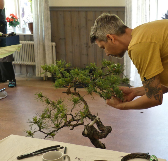 scots pine yamadori bonsai